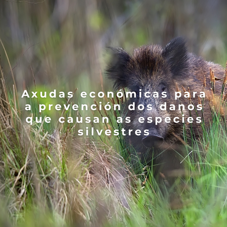 Axudas económicas para a prevención dos danos que causan as especies silvestres