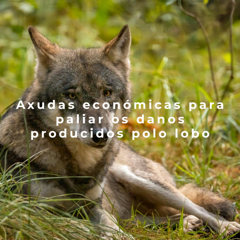 Axudas económicas para paliar os danos producidos polo lobo